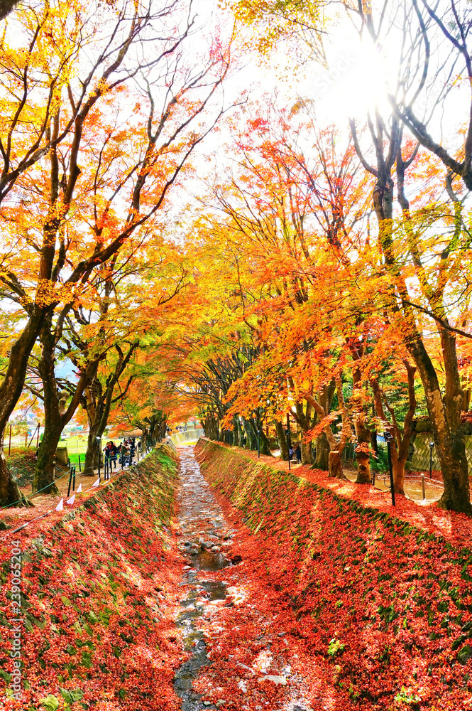 Naklejka premium Widok kolorowi drzewa w jesieni przy Fujikawaguchiko obok Jeziornego Kawaguchi w Japonia.