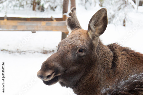 moose farm in winter