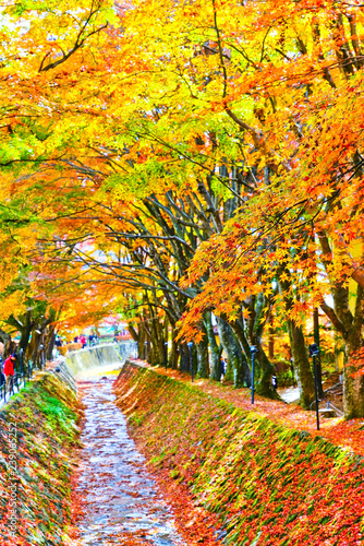View of the colorful trees in autumn at Fujikawaguchiko next to Lake Kawaguchi in Japan.