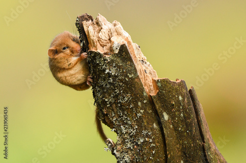 Photos Hazel Dormouse / Muscardinus avellanarius