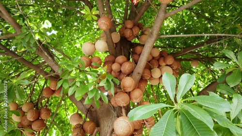 Cannon ball tree flower