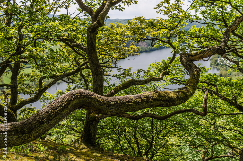 Auf dem Urwaldsteig am Edersee Auf dem Urwaldsteig am Edersee