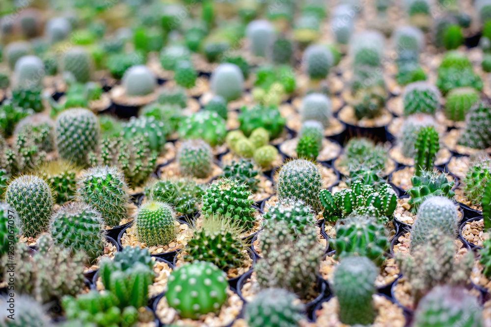 Group of small cactus plant in the pot Group of small cactus plant in the pot