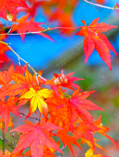 Maple leaves in autumn in Japan.