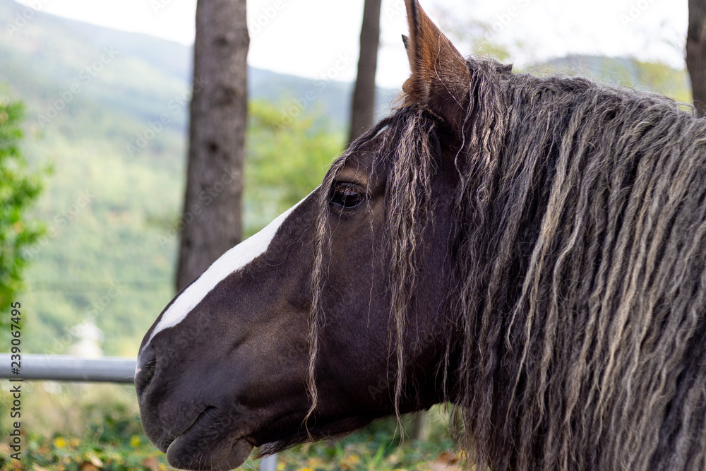 Caballo