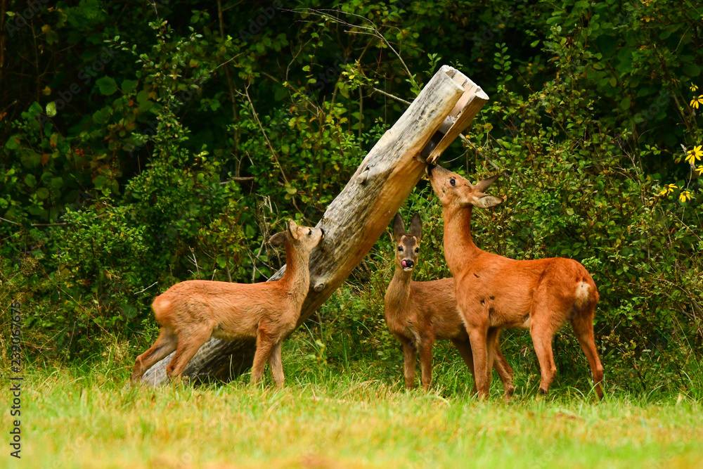 Obraz premium Roe Deer (Capreolus capreolus) on the meadow