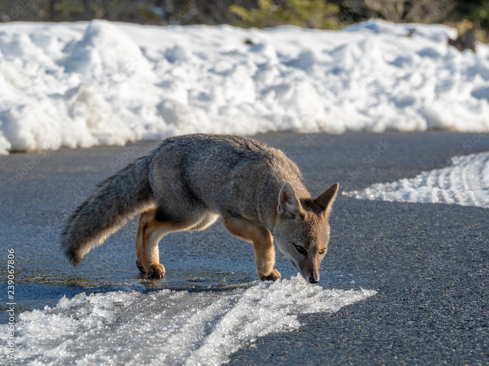Obraz premium Chilean Foxes