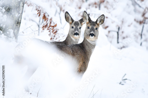 Fototapeta Naklejka Na Ścianę i Meble -  Roe Deer (Capreolus capreolus) in the forest. Bieszczady Mountains.