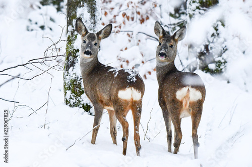 Obraz na płótnie Roe Deer (Capreolus capreolus) in the forest