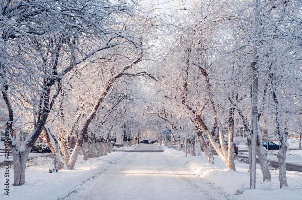 beautiful winter city alley on a sunny day, trees in the snow
