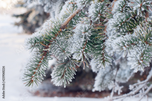 frost covered branches of spruce close up