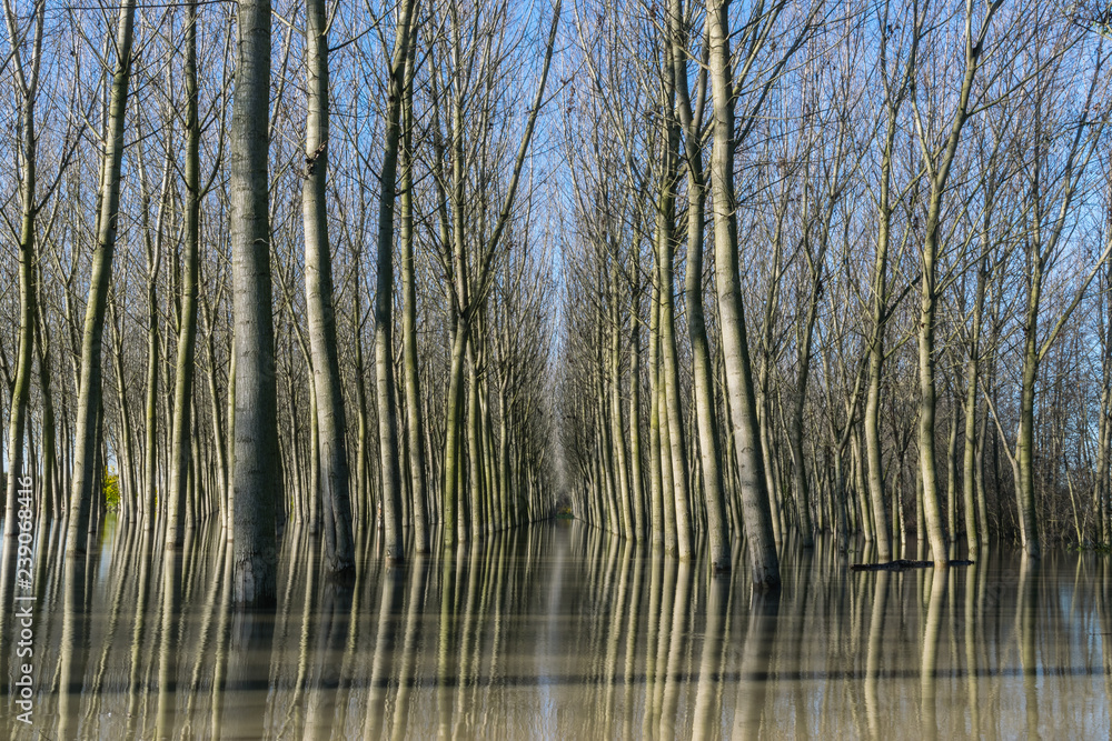 Obraz premium Golena del Po