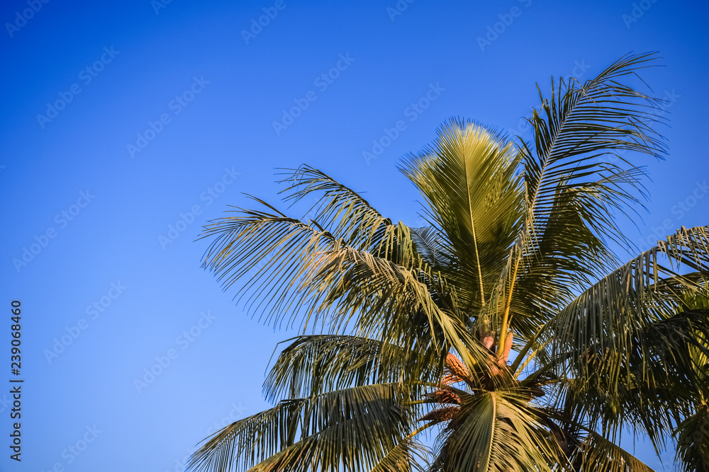 Fototapeta premium Coconut Palm tree on the clear blue sky gradient color.