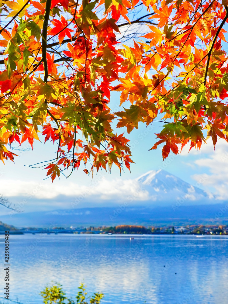 Naklejka premium Widok liście klonowi w jesieni przy Jeziornym Kawaguchi w Japonia z górą Fuji w tle.
