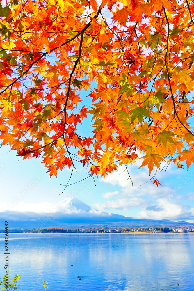 Fototapeta premium Widok liście klonowi w jesieni przy Jeziornym Kawaguchi w Japonia z górą Fuji w tle.