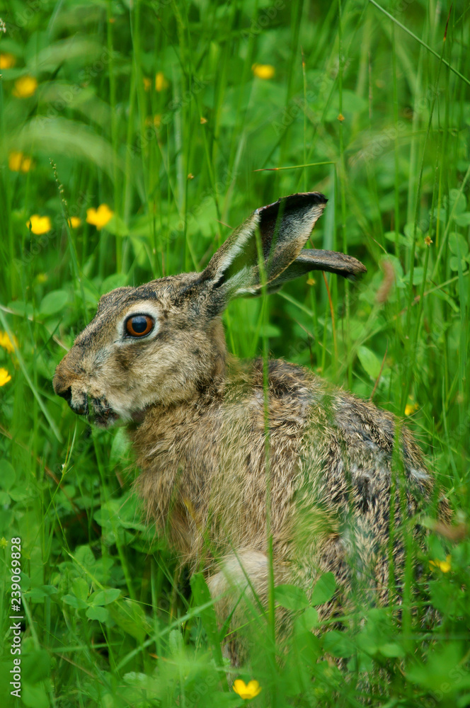 Fototapeta premium Hare / Lepus europaeus