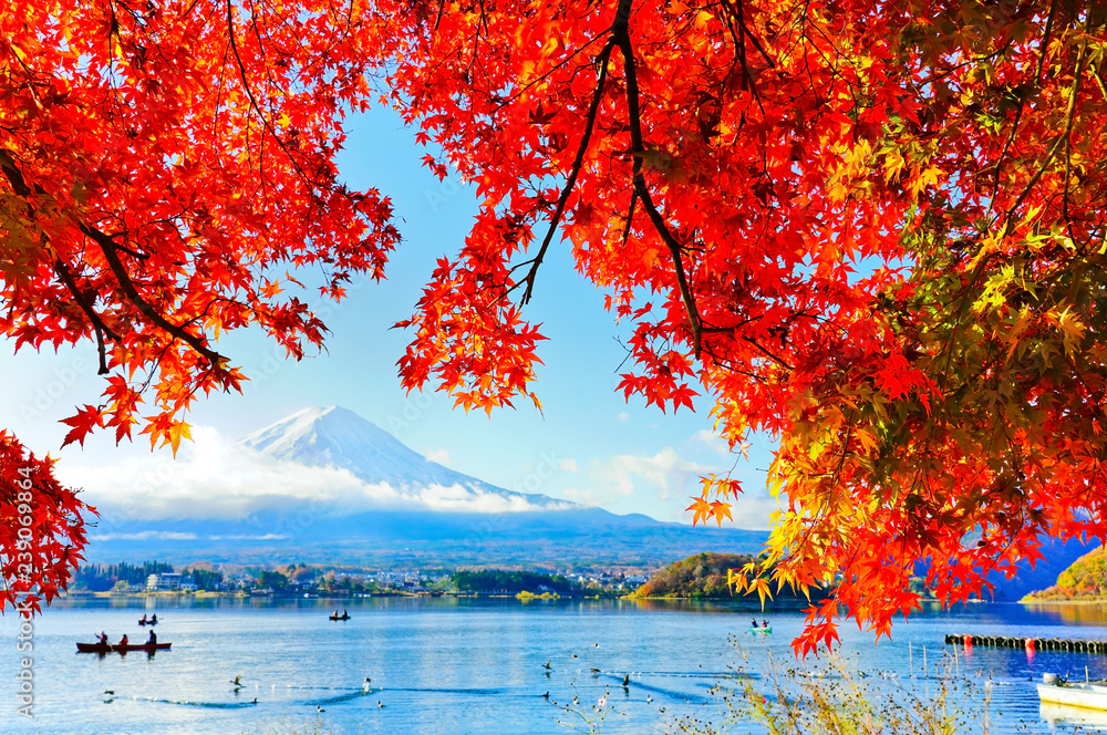 Naklejka premium View of the maple leaves in autumn at Lake Kawaguchi in Japan with the Mount Fuji in the background.