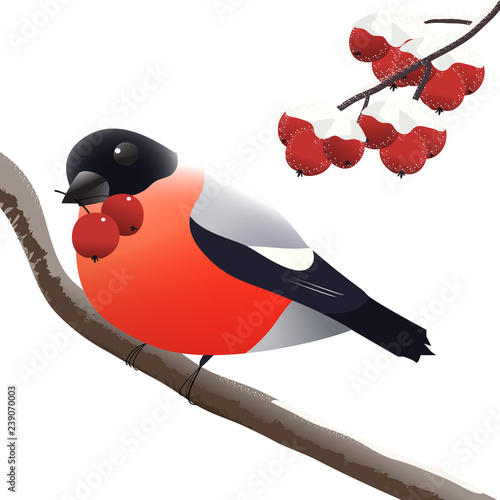 bullfinch on a branch with a Rowan in its beak
