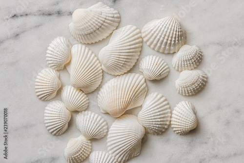 shell grouping on marble