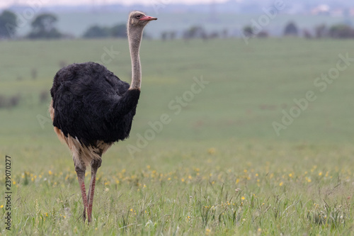 Ostrich in the wild