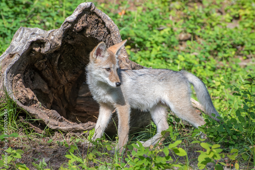 Coyote Pup Playing in Front of a Hollow Log