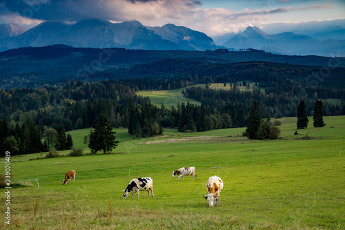 Piękne krowy wypasane na wspaniałym górskim pastwisku