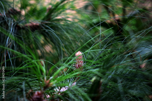 grass