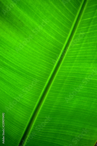 texture of green leaf