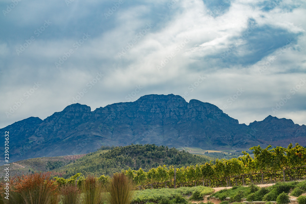Fototapeta premium Weingut in Südafrika bei Stellenbosch