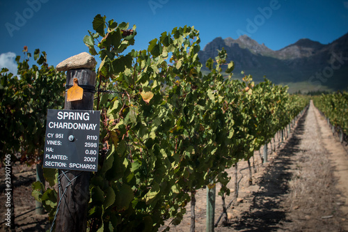 Weinbaugebiet bei Stellenbosch in Südafrika