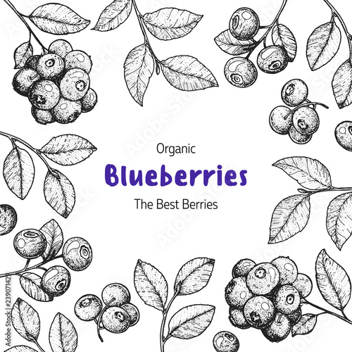 Blueberries frame vector illustration. Hand drawn berries. Vintage style design. Organic food, healthy food.