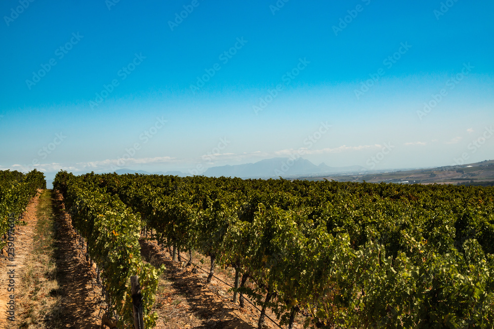 Weinbaugebiet bei Stellenbosch in Südafrika
