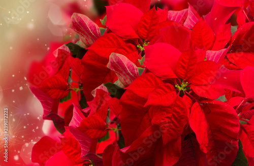 scarlet poinsettia flower or christmas star 