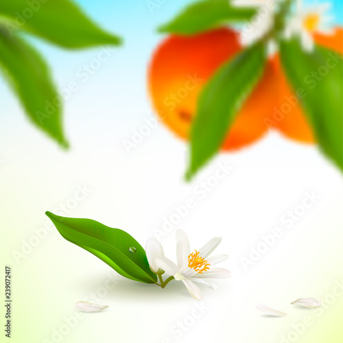 Blurred citrus fruits mandarin or tangerine hanging on branch and white blossoming flower with bud and green leaf isolated on a white background. Realistic Vector Illustration