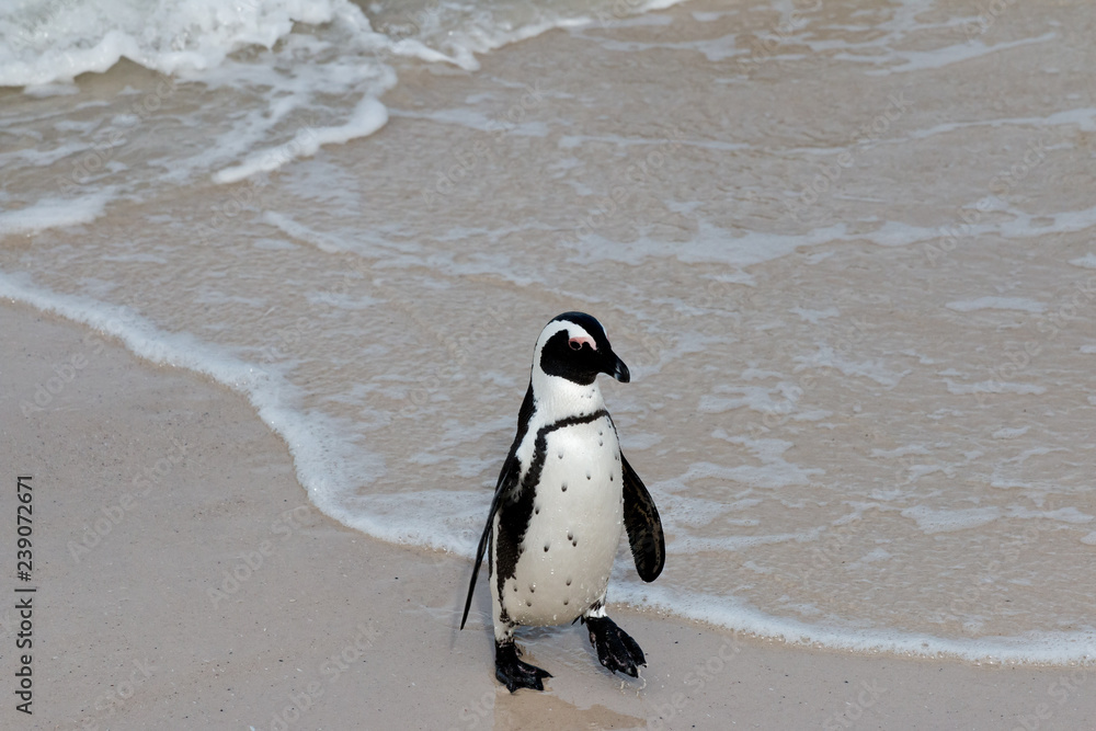Obraz premium Brillenpinguine am Boulders Beach in Südafrika