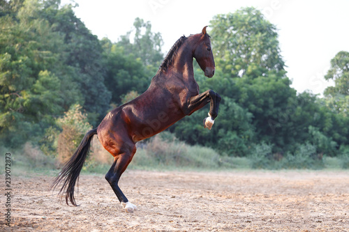 Foto marwari horse on the rack
