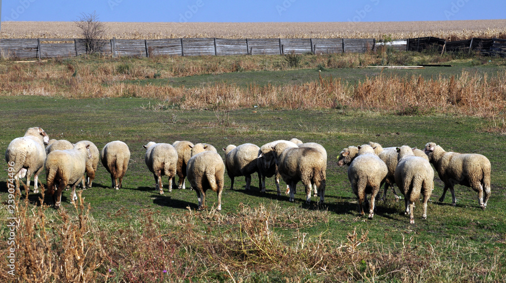 Obraz premium A small herd of sheep