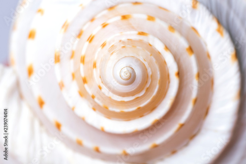 Seashell close up
