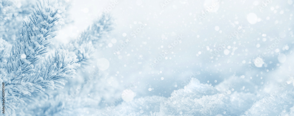 Winter  background. Christmas background with snow-covered pine branch and snowdrifts