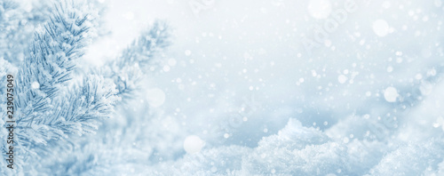 Winter  background. Christmas background with snow-covered pine branch and snowdrifts
