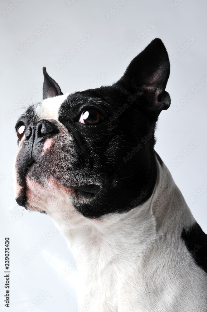portrait of dog