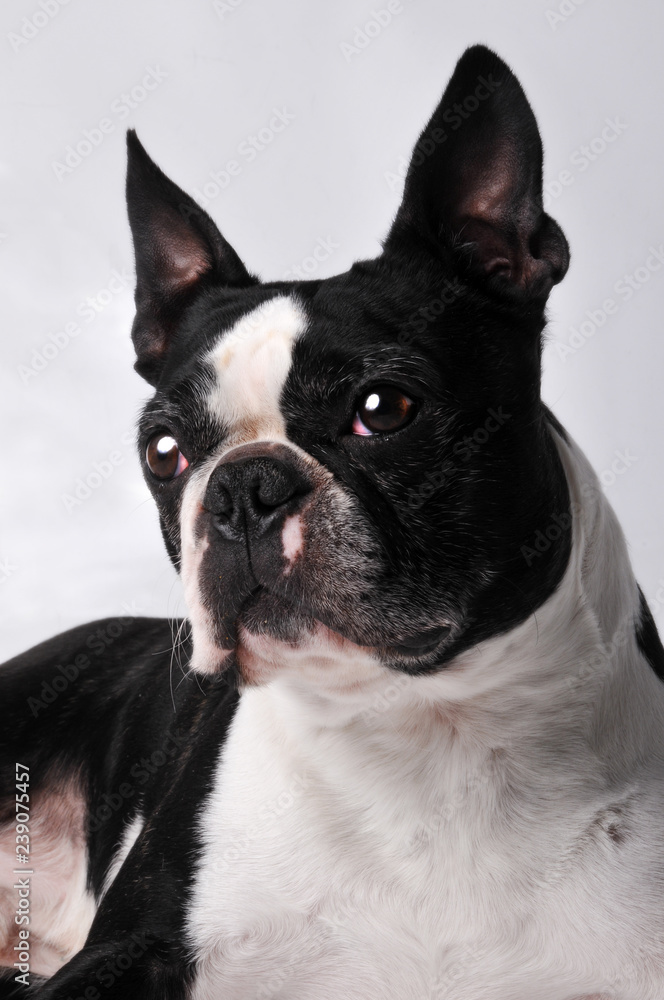 portrait of bulldog isolated on white