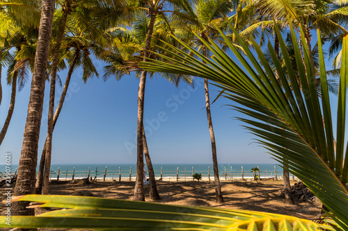 Palm trees on a beach. Goa  India