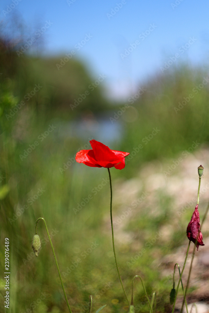 Obraz premium Polne kwiaty