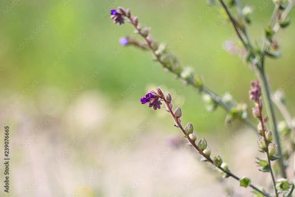 Wildflowers Wildflowers