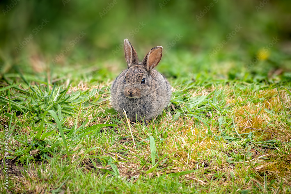 A close up of a wild baby rabbit A close up of a wild baby rabbit