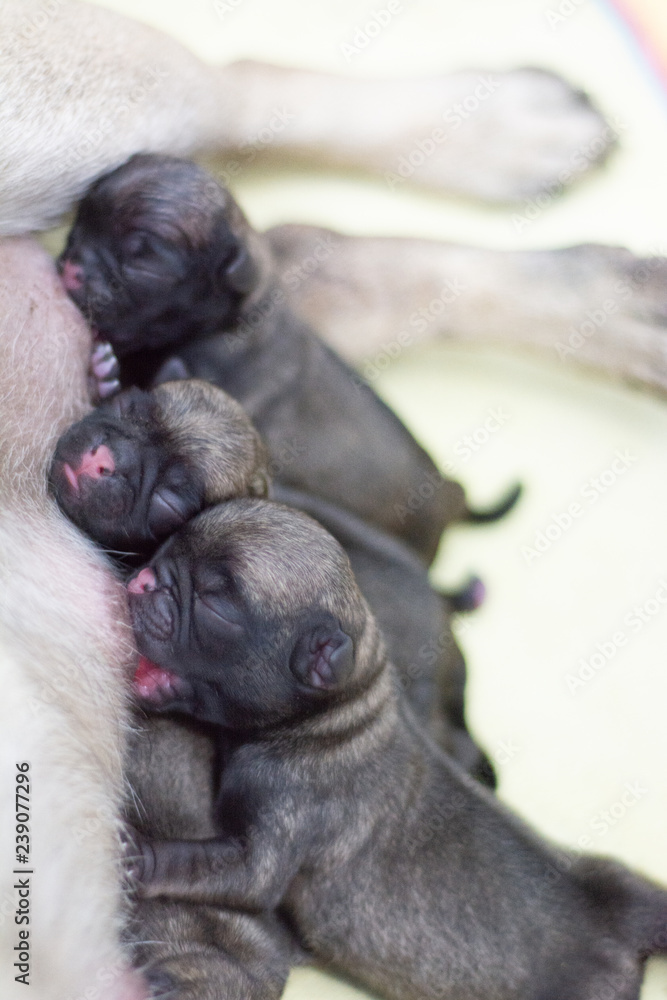 Obraz premium PUG