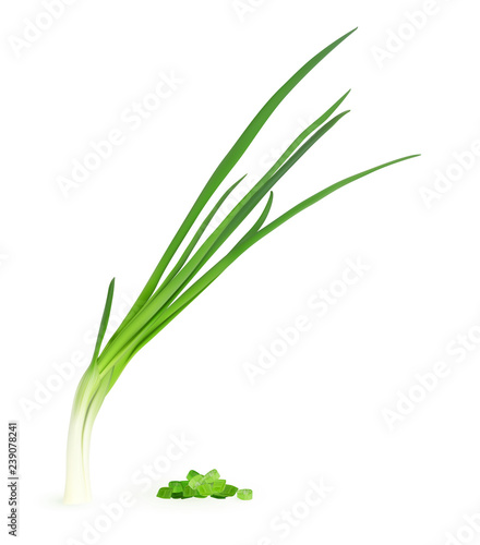 Realistic Vector Illustration of Young Green Onion Isolated