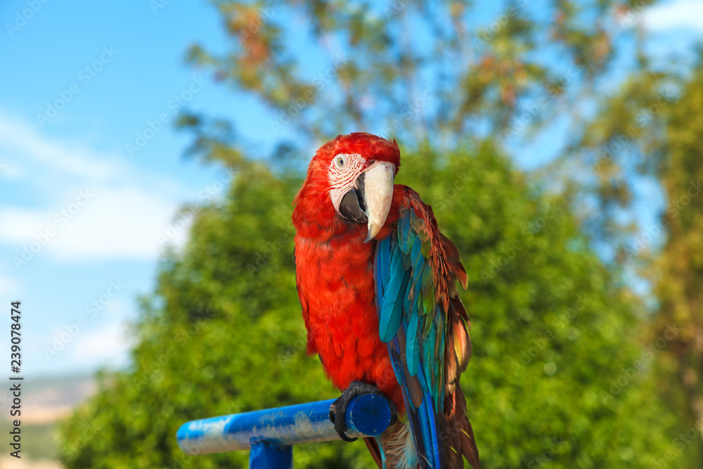 A colorful portrait of a macaw parrot, sitting on a blue perch. Close-up