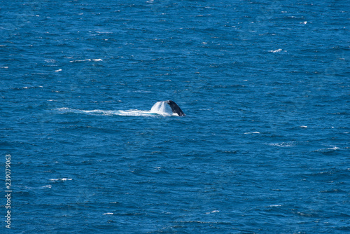 humpback whale in blue water © Billy
